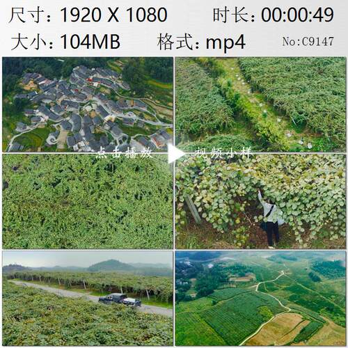 航拍湖南湘西土家族苗族山村种植猕猴桃树果园脱贫致富视频素材