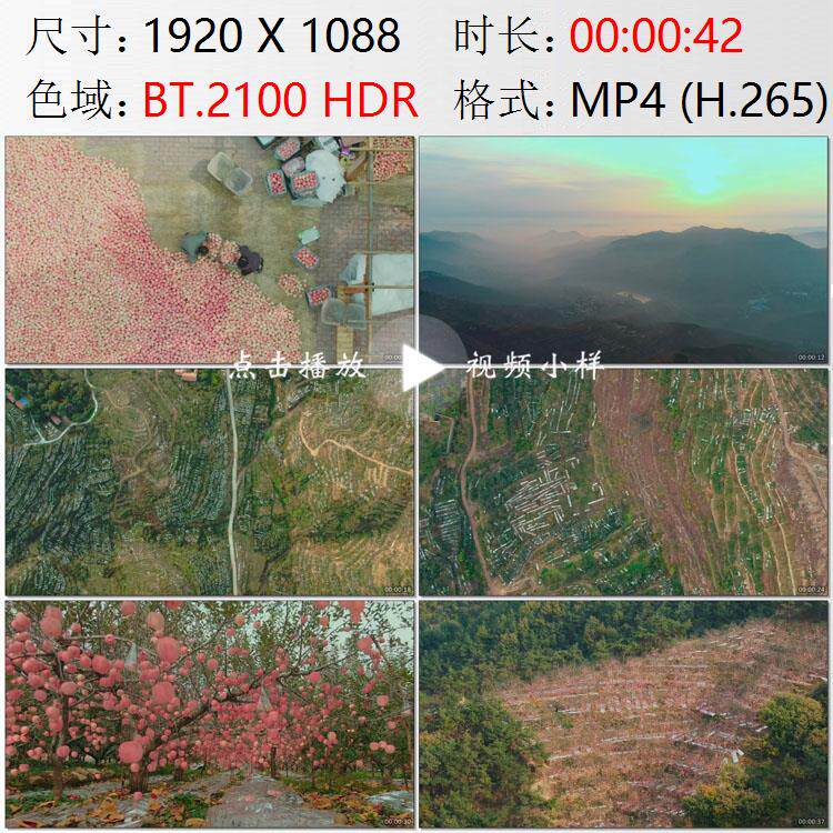 航拍山东淄博沂蒙山区沂源县苹果园丰收高清实拍视频素材