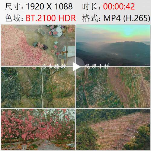 航拍山东淄博沂蒙山区沂源县苹果园丰收高清实拍视频素材