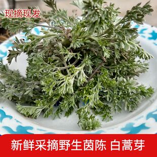 新鲜茵陈白蒿芽摘净食用野菜蒸麦泡茶野现采陕西合阳特产500g包邮