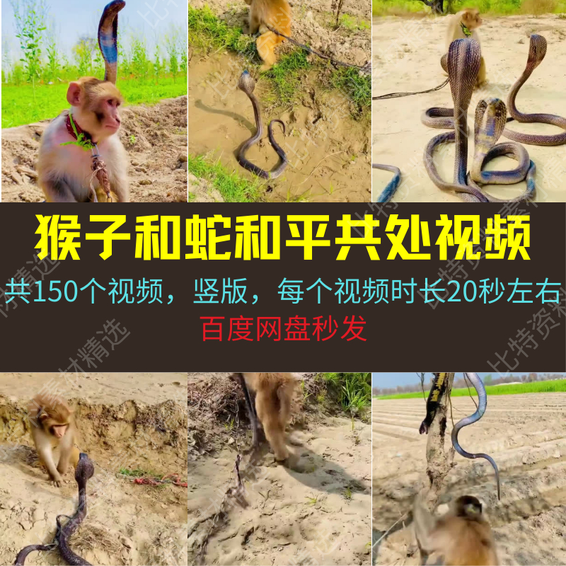 猴子和蛇和平共处动物视频抖音无人直播西瓜中短视频自媒体超划算