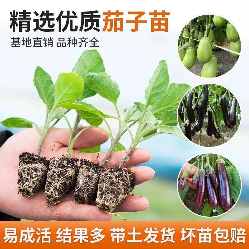 高产紫茄子秧苗紫黑长茄苗杭茄苗紫圆茄苗青茄苗番茄苗辣椒苗盆栽
