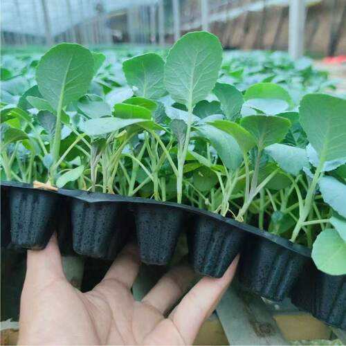 高产花菜苗西蓝花秧苗蔬菜