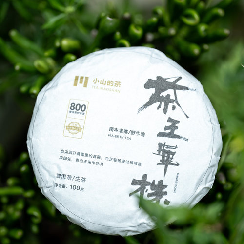 900年茶王单株南本老寨古树春茶纯料云南普洱生茶饼生普洱收藏