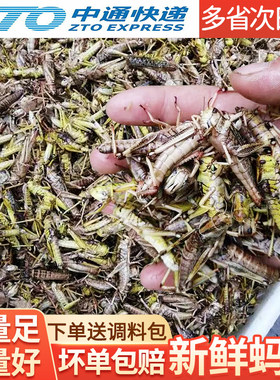 活体速冻油炸带籽混合翅膀蚂蚱