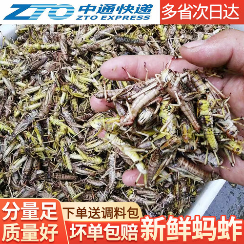 活体速冻油炸带籽混合翅膀蚂蚱