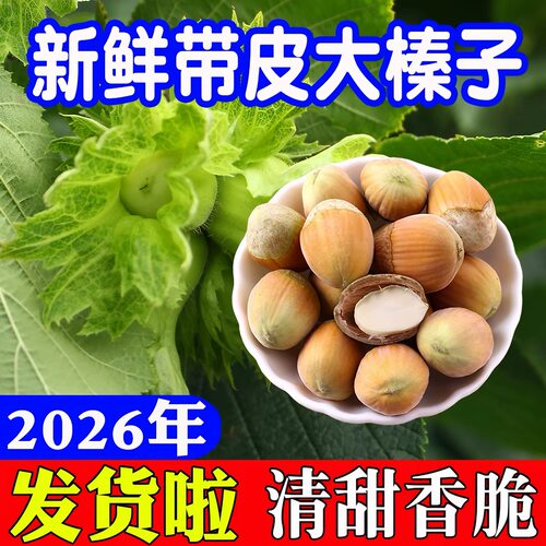 2026年新鲜榛子大颗粒水仁瓤绿皮坚果生榛子新货带皮鲜果东北特产