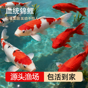 纯种血统锦鲤鱼苗冷水淡水鱼苗观赏鱼金鱼可大型鱼好养耐活红锦鲤