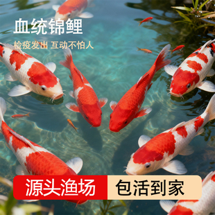 纯种血统锦鲤鱼苗冷水淡水鱼苗观赏鱼金鱼可大型鱼好养耐活红锦鲤