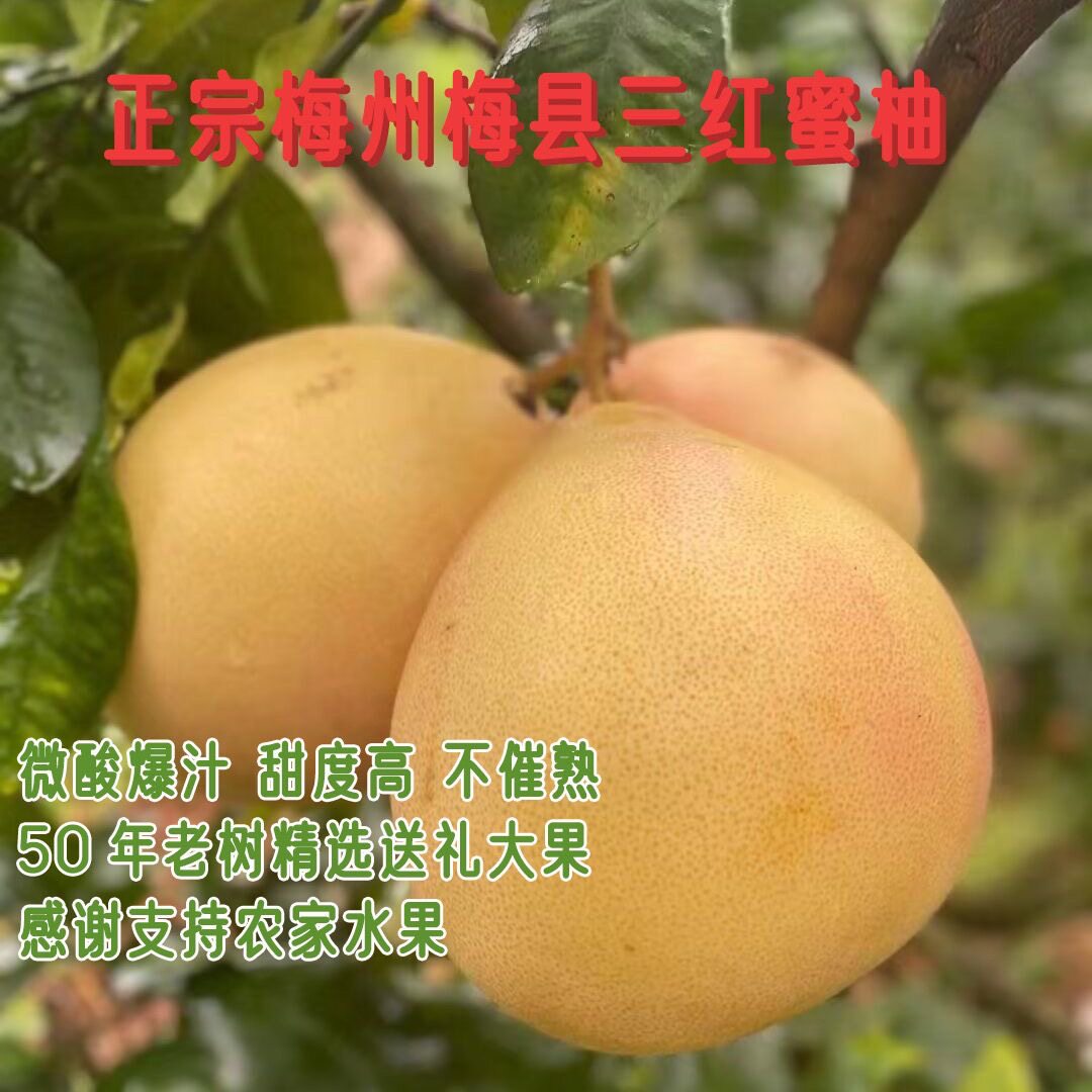 新鲜现摘三红蜜柚孕妇水果红心柚
