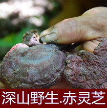 野生赤灵芝天然灵芝草深山采摘带脚农家自晒 可切片 非袍子粉250g