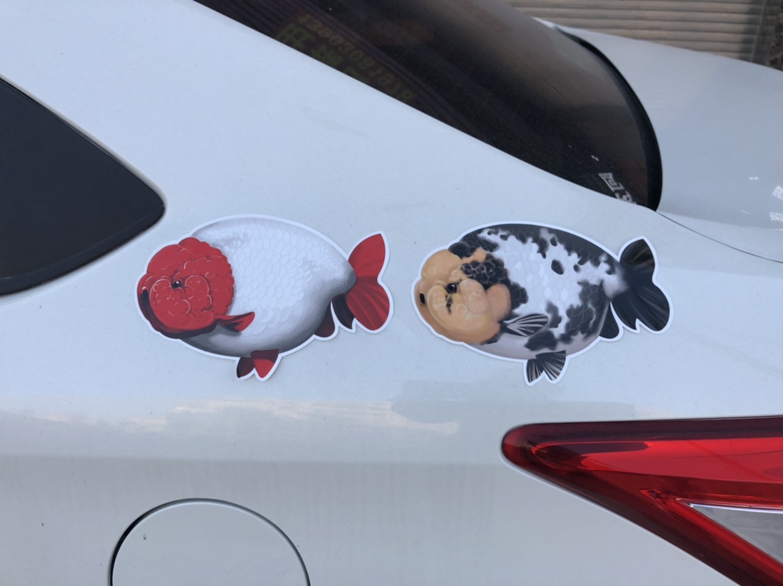 金鱼贴纸贴纸兰寿贴纸锦鲤