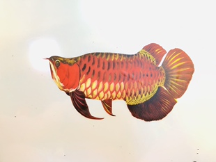 龙鱼车贴不镂空防水鱼缸贴纸黑白虹鱼泰国虎背景水族馆装饰 锦鲤