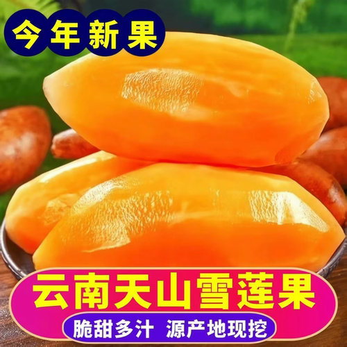 雪莲果新鲜水果云南天山现挖当季黄心低糖孕妇一级正宗雪莲果现货