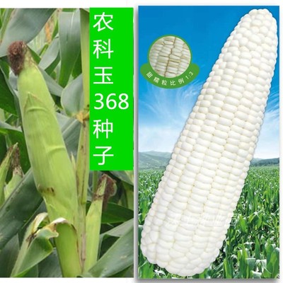 农科玉368粘玉米种子加甜糯类型口感好早熟白粘336优惠一袋包邮