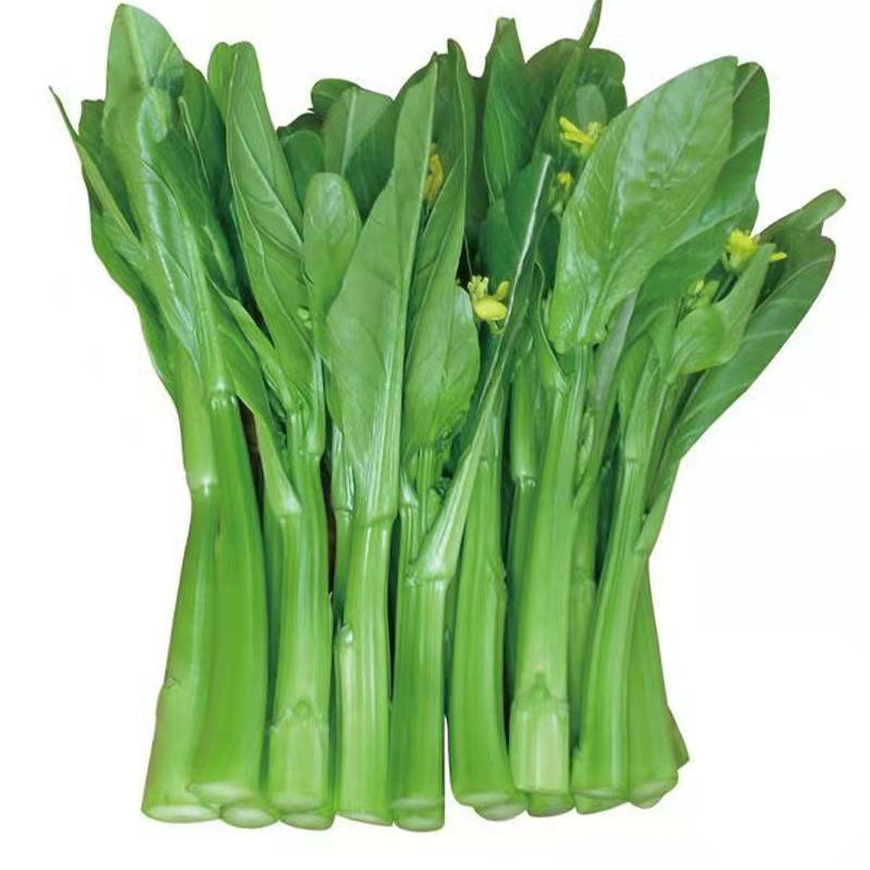 菜心种子油绿有光泽早熟沈阳春秋冷棚露地种植白菜薹南方水白菜花