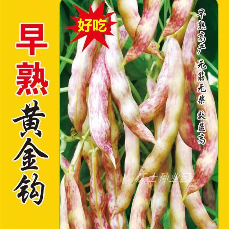 早熟黄金勾豆角种子鼓豆面油豆黑龙江吉林东北菜籽粒粒手选嘎好吃