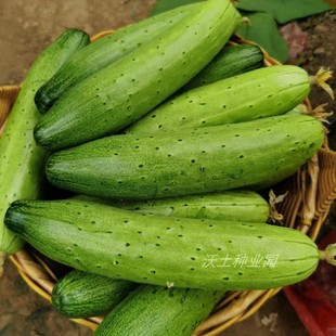 节节有瓜全雌甜黄瓜种子露地菜园好吃好卖绿肉东北旱黄瓜籽