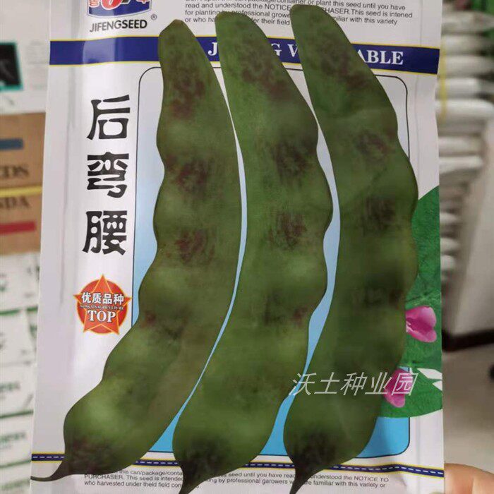向后面弯着的豆角东北老品种豆角种子后弯腰油豆角籽沃土种业园