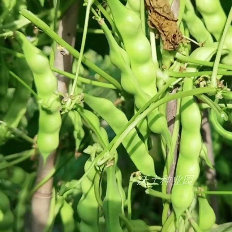 吉林松原大几豆种子东北油豆角能结面乎早熟蔓生好吃好再来种子