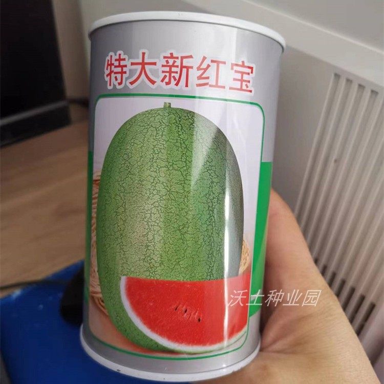 丰乐特大新红宝西瓜种子全福绿皮红瓤好吃好卖高产中早熟个大封装