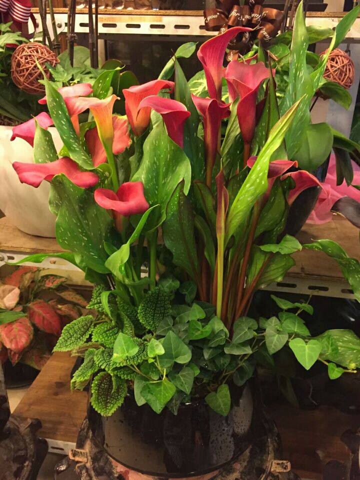 新品上市彩色马蹄莲盆栽红色马蹄莲家庭客厅摆放花公司盆栽喜庆花