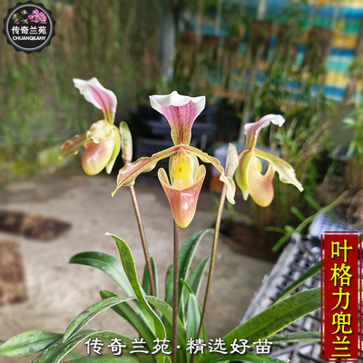 叶格力兜兰 带花苞 稀有品种 可收集品种 小叶交格力兜兰