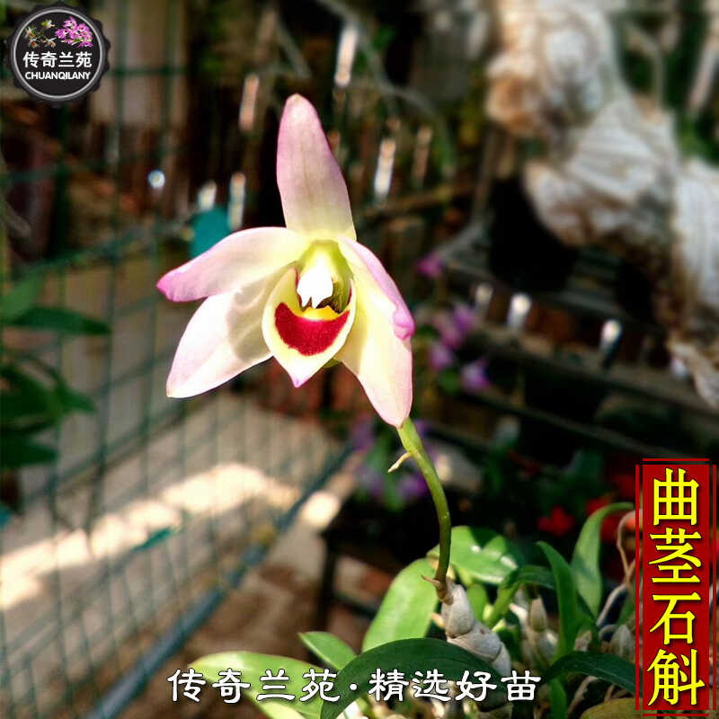 曲茎石斛 稀有名贵石斛小曲 矮小型品种 好养又好看的兰花 能吃