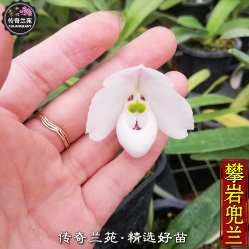传奇兰苑攀岩兜兰稀有迷你