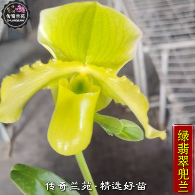 绿翡翠兜兰 带花苞 绿肉饼杂交稀有品种 可收集品种