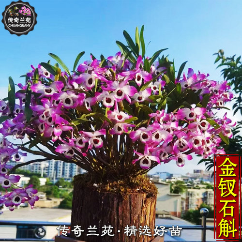 金钗石斛 花期长 紫色花 能吃 石斛兰盆栽大小斤苗板植花卉绿植