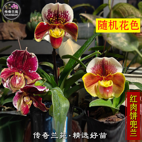 传奇兰苑红肉饼兜兰好看