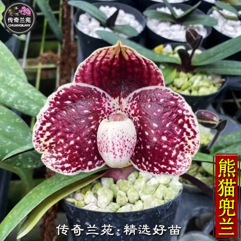 熊猫兜兰 稀有品种 斑点兜兰 可收集品种