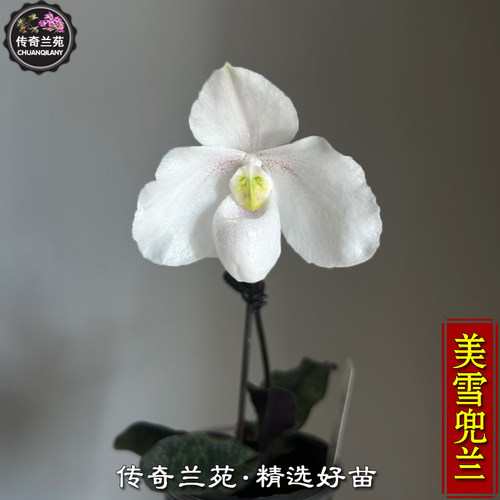 雪白美人兜兰 带花苞 美雪兜兰  雪白交越南美人兜兰 白花兜兰