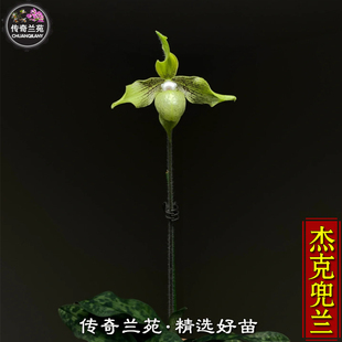 杰克兜兰 稀有品种 可收集品种