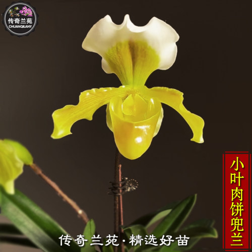 小叶肉饼兜兰 带花苞（小叶x绿肉饼）稀有品种 多苗好养