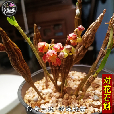对花石斛传奇兰苑稀有小花