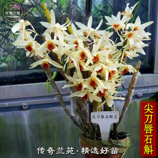 尖刀唇石斛 浓香型兰花 花期长 盆栽苗绿植花卉黄花  能吃
