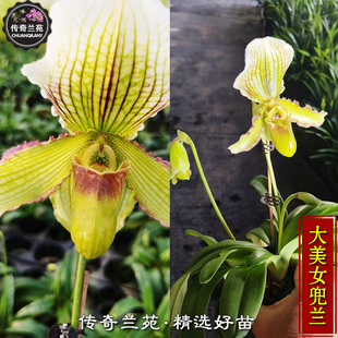 大美女兜兰 带花苞 也叫大仙女兜兰 稀有品种兜兰