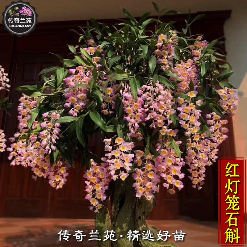红灯笼石斛 稀有品种粉色球状串花大小盆苗室内盆栽花卉绿植 能吃