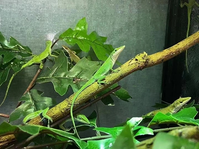 新手爬宠集结地温顺可爱活体蜥蜴变色练手麻学生豹纹守宫鬃狮蜥