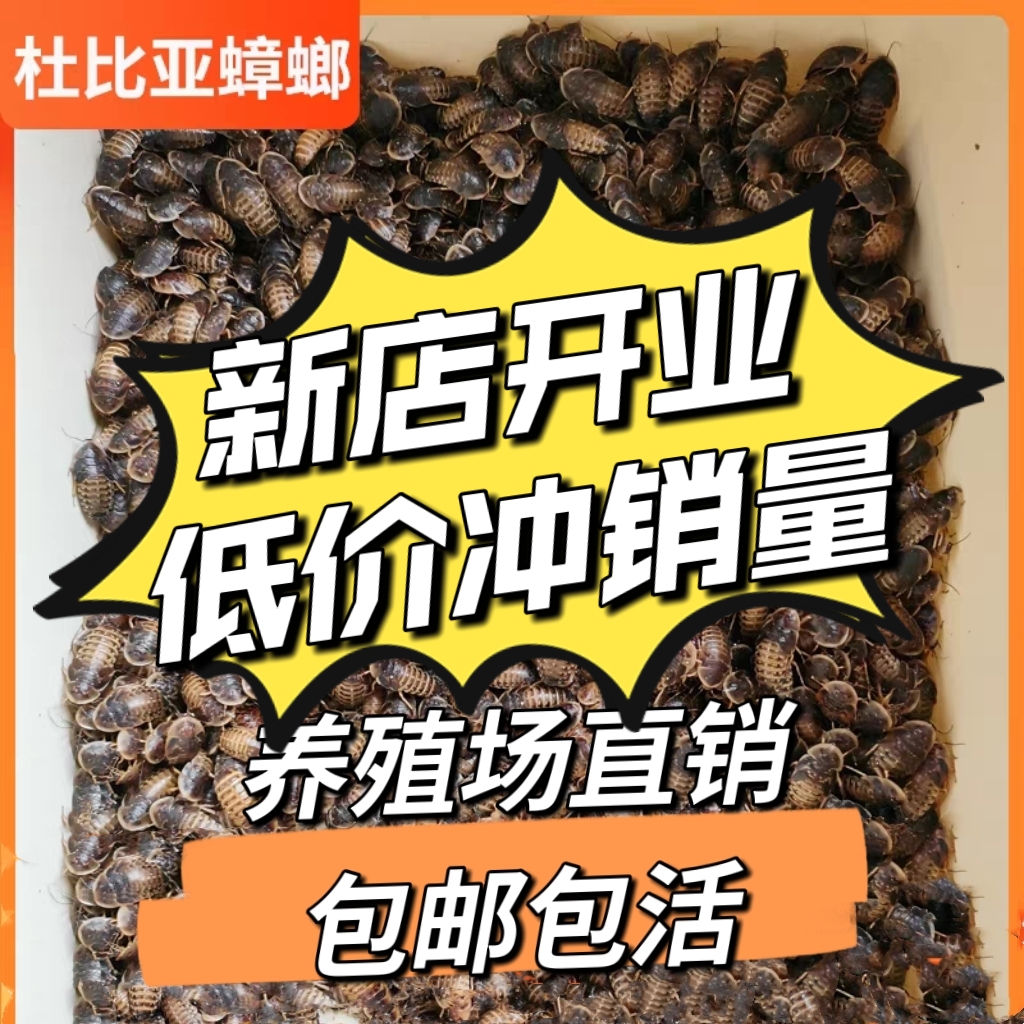 河北杜比亚养殖基地虫蟑螂宠物饲料蜥蜴守宫变色龙高蛋白蜘蛛鱼饲