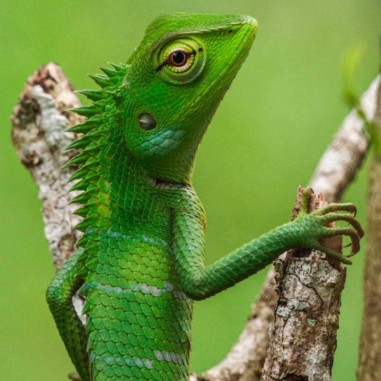 蜥蜴多色变色人工cb宠物大型小型温顺新手蜥蜴活饲料攀爬树枝