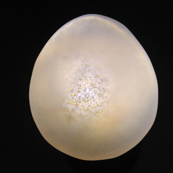 水玉冰魄天然玛瑙水胆把玩 水草玛瑙手把件