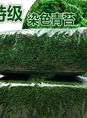 原色青苔藓草仿真绿植兰花花卉种植材料保鲜青苔草水草染色干青苔