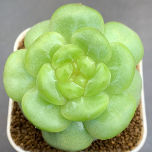 框拍 二十二号 花意匠 C092 周五晚上 讲解在21号链接 C081