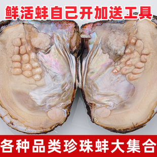 天然淡水珍珠蚌壳鲜活异形珠多珠爱迪生自己开蚌取珍珠养殖户直发