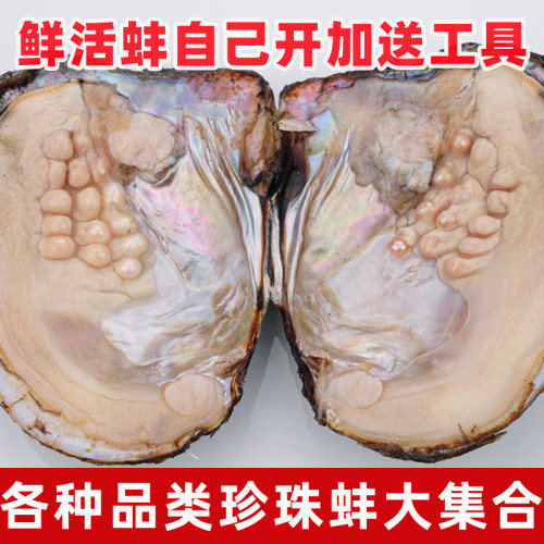 天然淡水珍珠活蚌淡水珍珠
