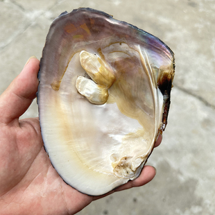 淡水珍珠蚌壳带珍珠蚌壳三角帆蚌学术研究蚌壳工艺品贝壳摆件装饰