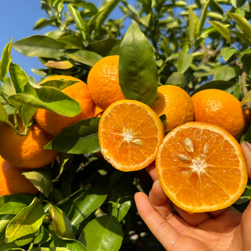 云南高原沃柑 新鲜水果当季整箱斤蜜砂糖柑橘大桔子橘子农家自产,水产肉类/新鲜蔬果/熟食,桔子,淘宝优惠券,粉丝福利购,淘宝优惠卷